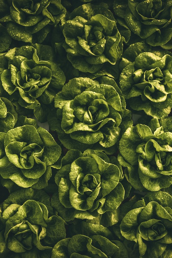 Sachet de graines de chicorée sauvage améliorée blonde - sachet de 3 grammes - petite entreprise française