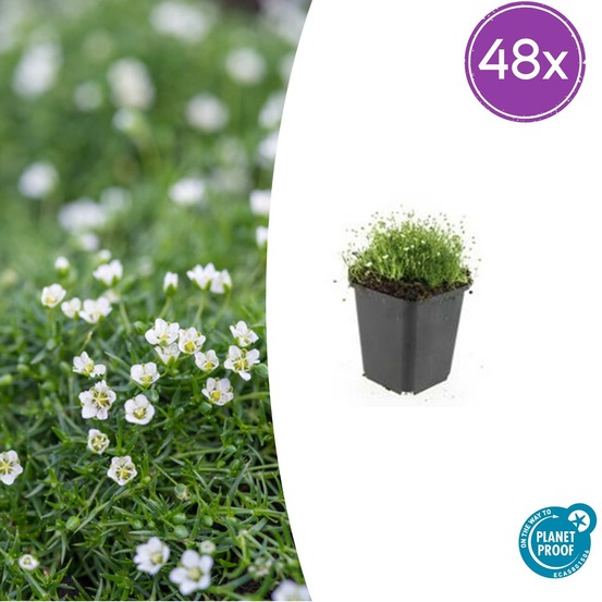 Lot de 48 - sagina subulata - h10-25 cm