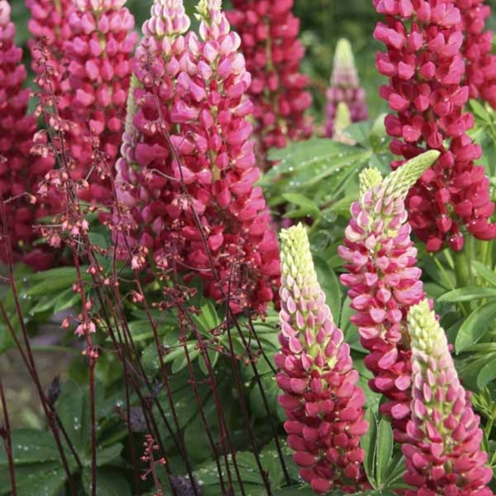 Lupin 'gallery red' pot de 2l/3l