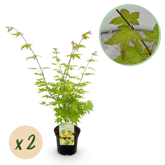 Lot de 2 - érable japonais - h70 cm