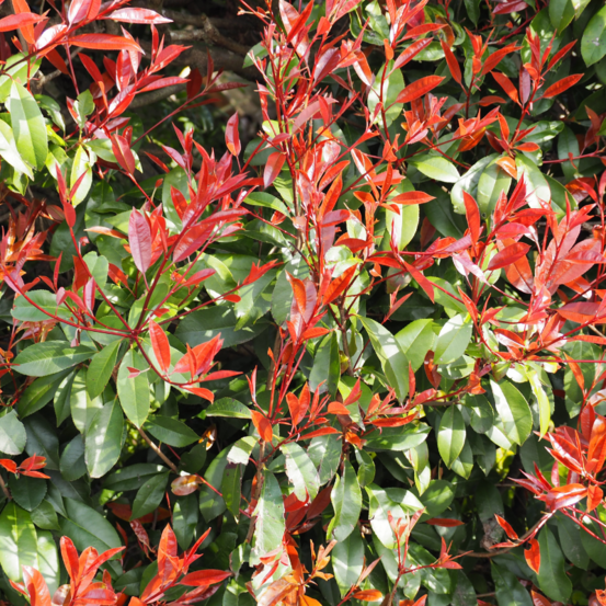 Photinia fraseri magical vulcano - photinia fraseri magical vulcano pot 2l