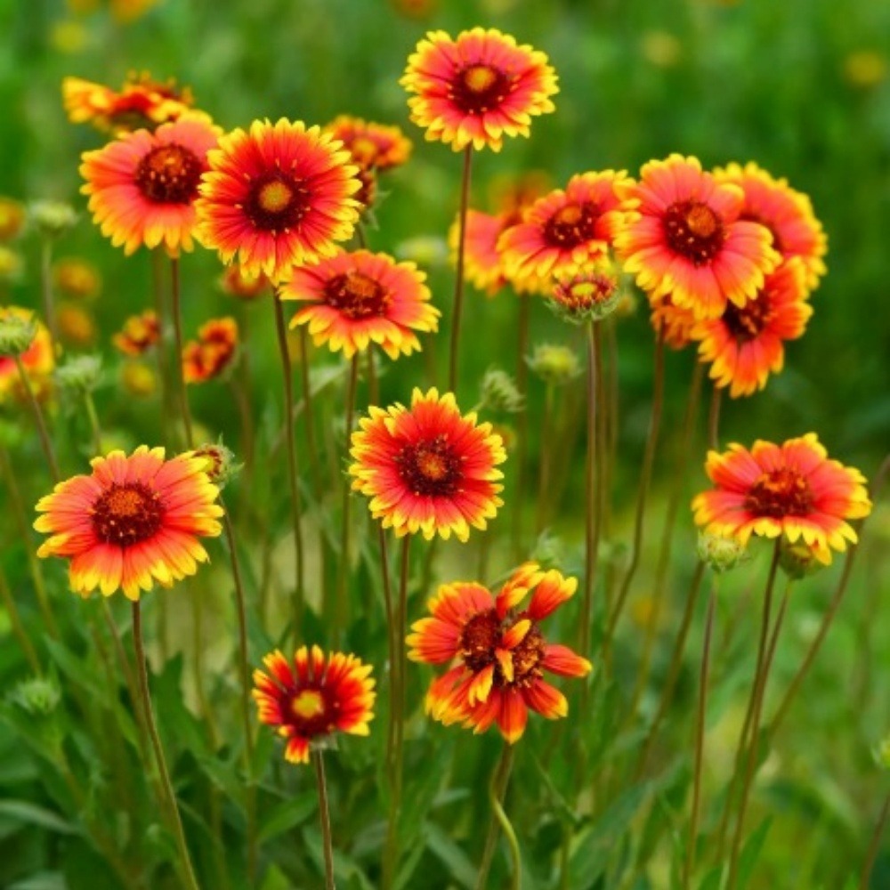 Graines de fleurs, graines d'gaillardia aristata à deux couleurs environ 220 graines par paquet, 5 paquets