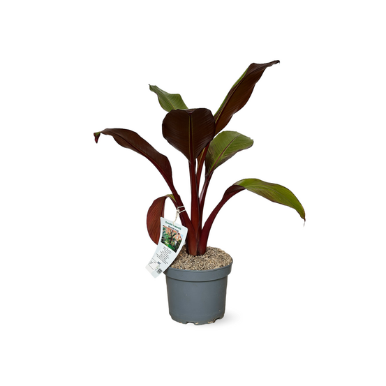 Bananier rouge maurelli - plante d'extérieur - ↕ 50-60 cm - ⌀ 19 cm