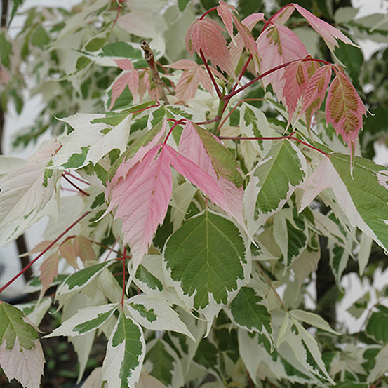 Érable à feuille de frêne - acer 'flamingo' - 40-50 cm pot