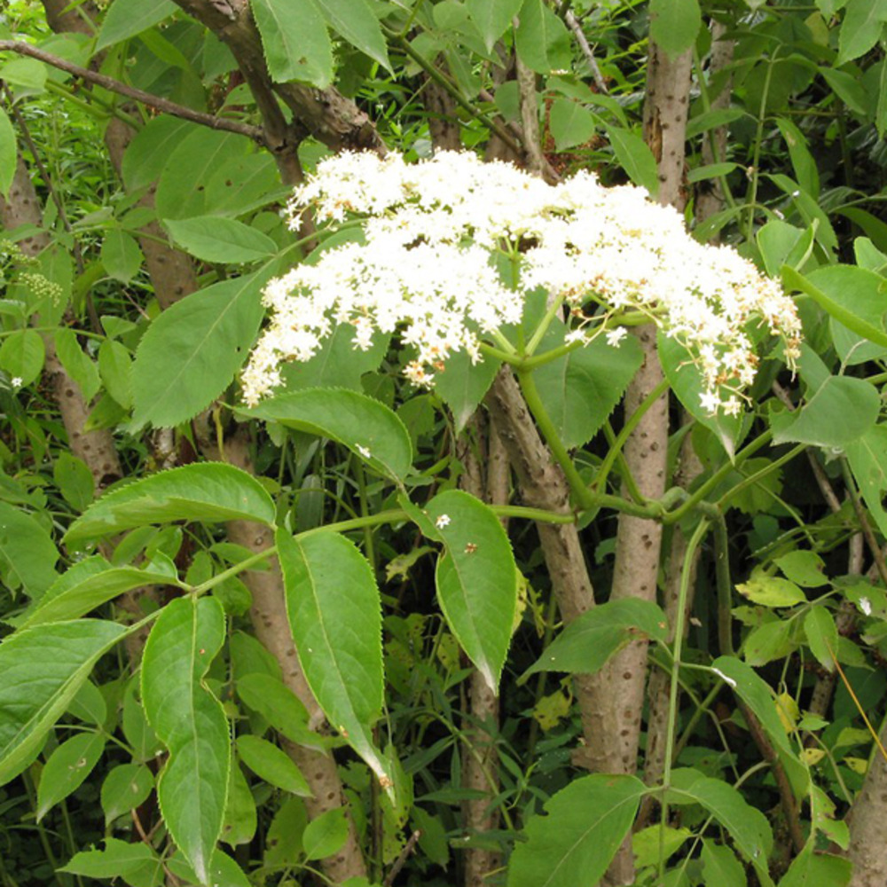 2 x sureau noir - sambucus nigra  - 50-60 cm pot