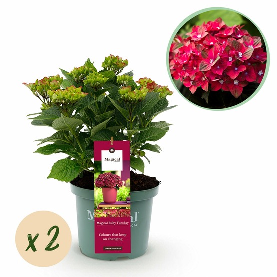 Hortensia ruby tuesday et saphire – lot de 2 – pot 23 cm