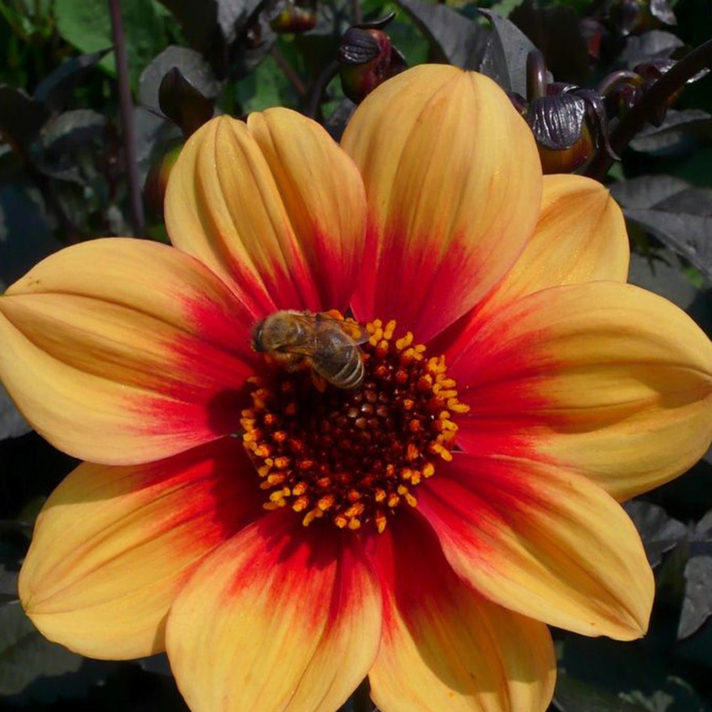 Dahlia 'sunshine' bulbe calibre i