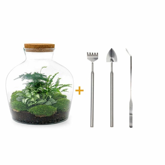 Kit terrarium diy - joy asparagus + fougère + fittonia - rateau + pelle + pince