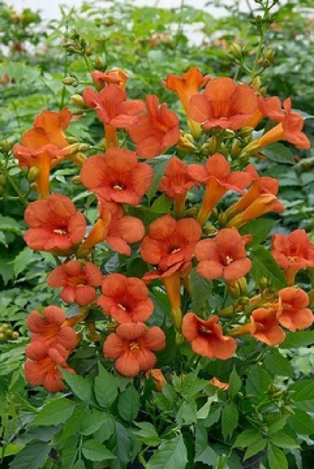 Campsis mme gallen - pot 4 l