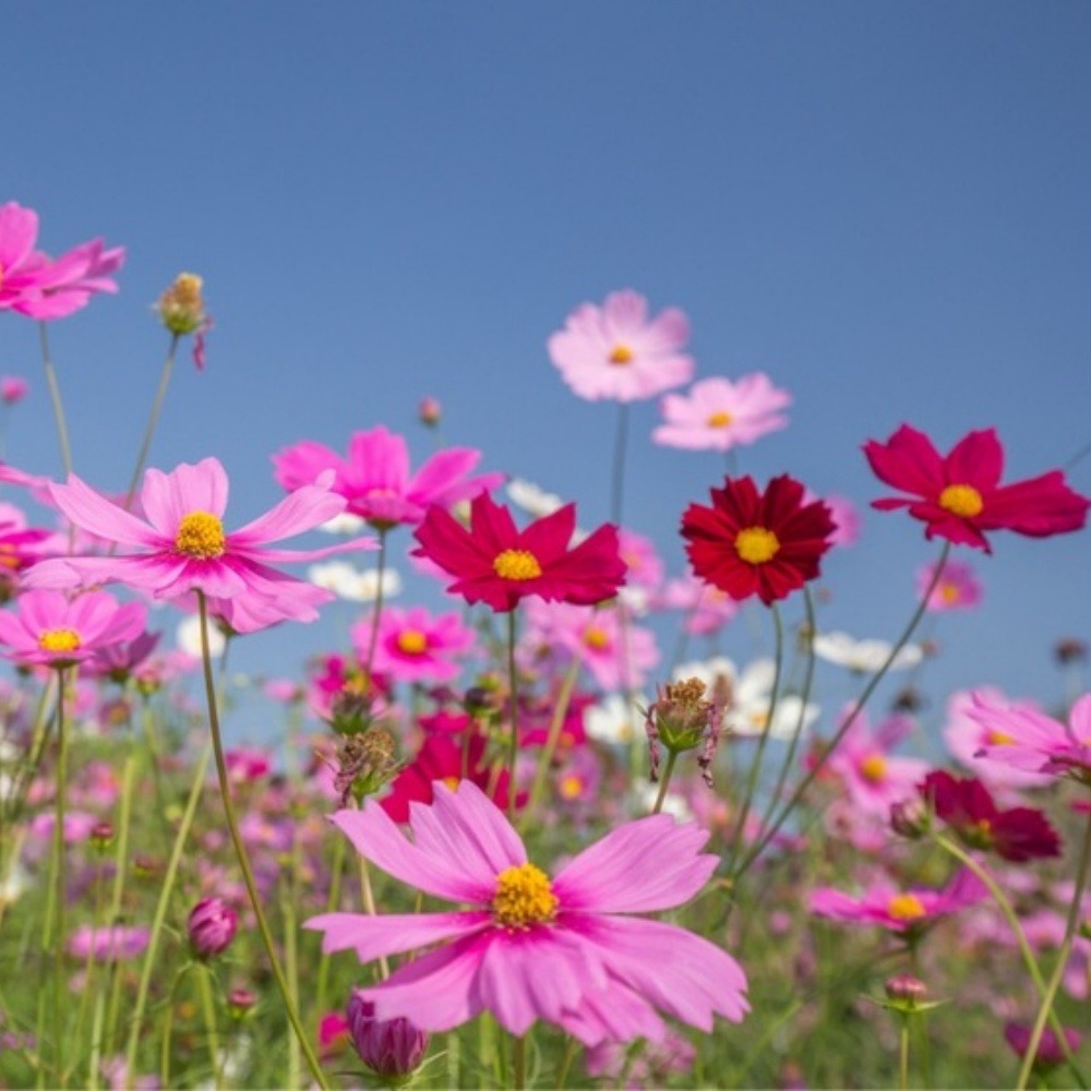 Graines de fleurs cosmos multicolores, environ 110 graines par paquet, 5 paquets