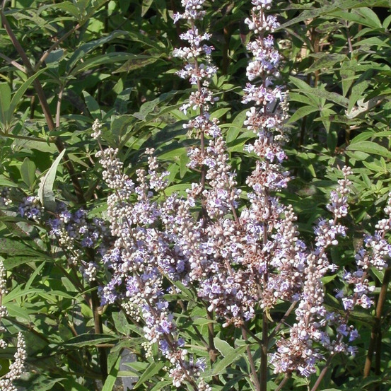 Arbre au poivre latifolia, vitex, gattilier pot de 3l - touffe
