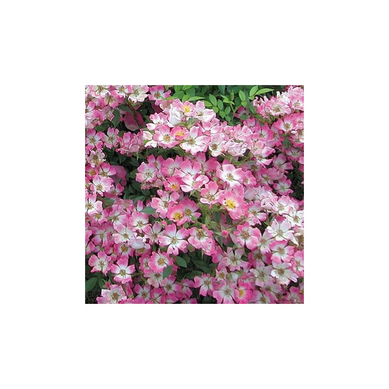 Pink spray® lenspra - racines nues