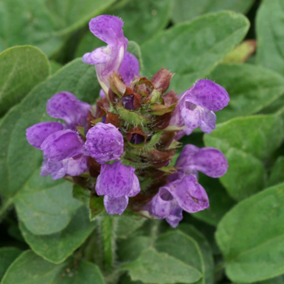 Brunelle à grandes fleurs lot de 9 godets