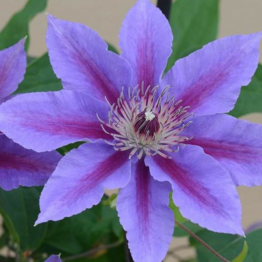 Clématite ines™ 'evipo059' pot de 3l - echelle bambou 60/120 cm