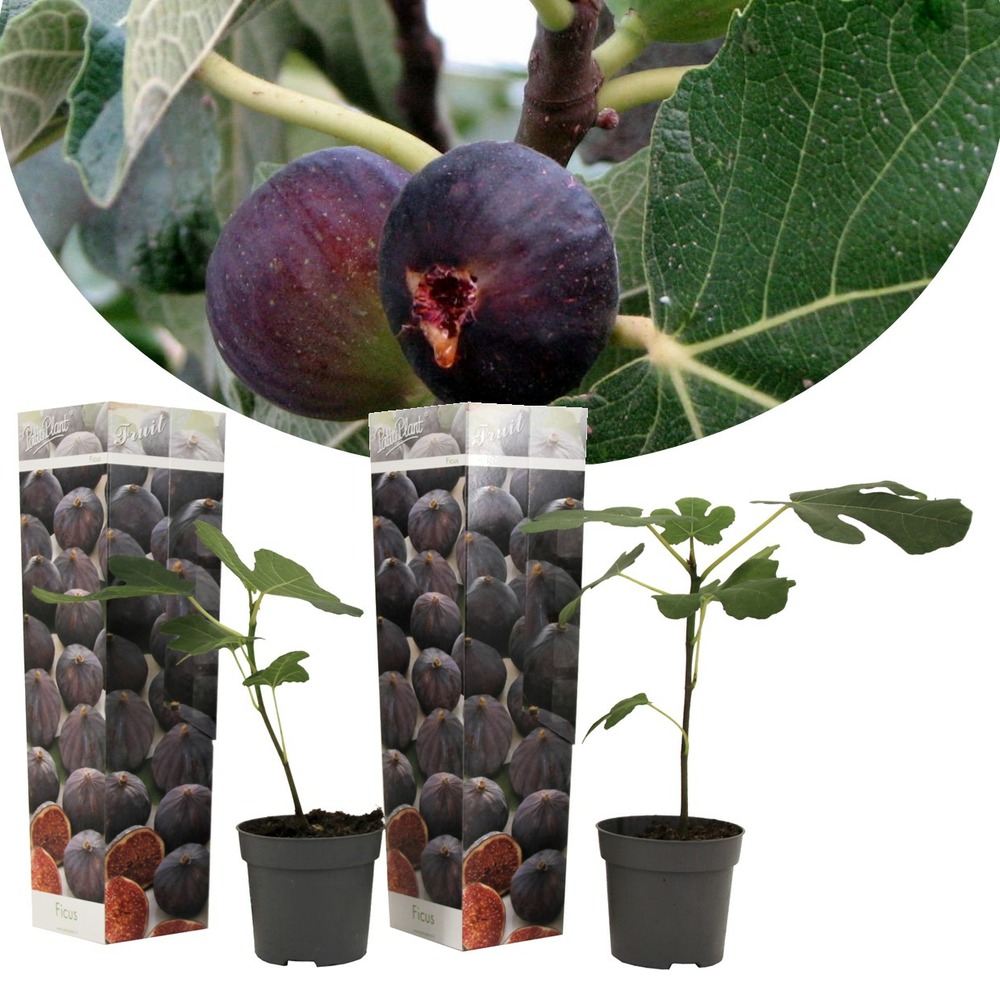 Ficus carica 'figuier' - set de 2 - pot 9cm - hauteur 25-40cm