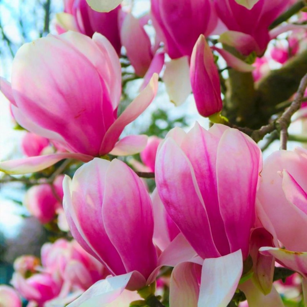 Magnolia de soulange 'beugnon' (magnolia soulangeana 'beugnon')