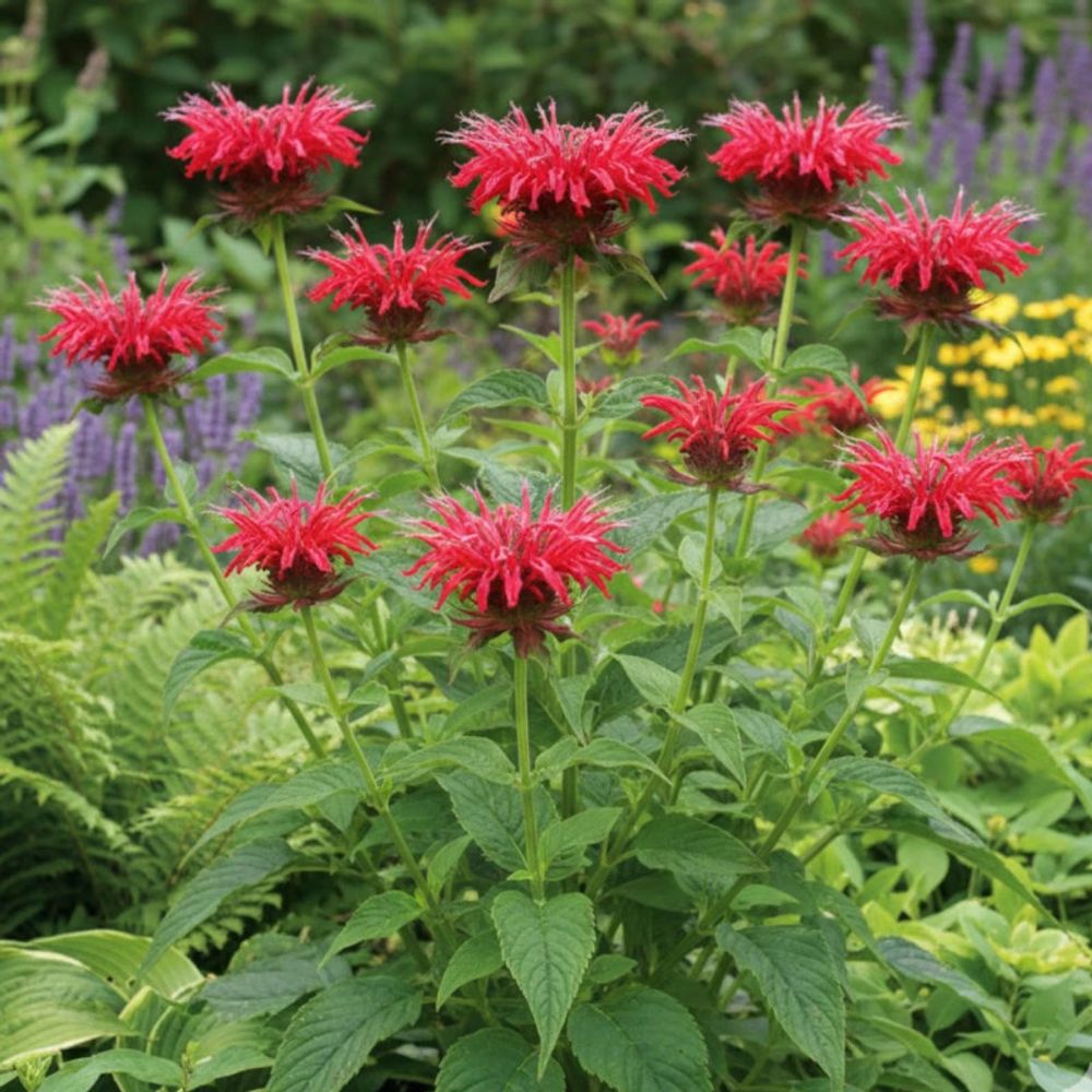 Monarde mahogany lot de 9 godets
