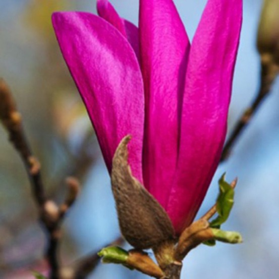 Magnolia 'susan' (magnolia 'susan')
