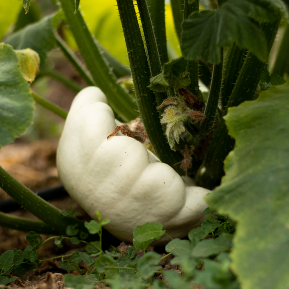 Plant patisson en pot