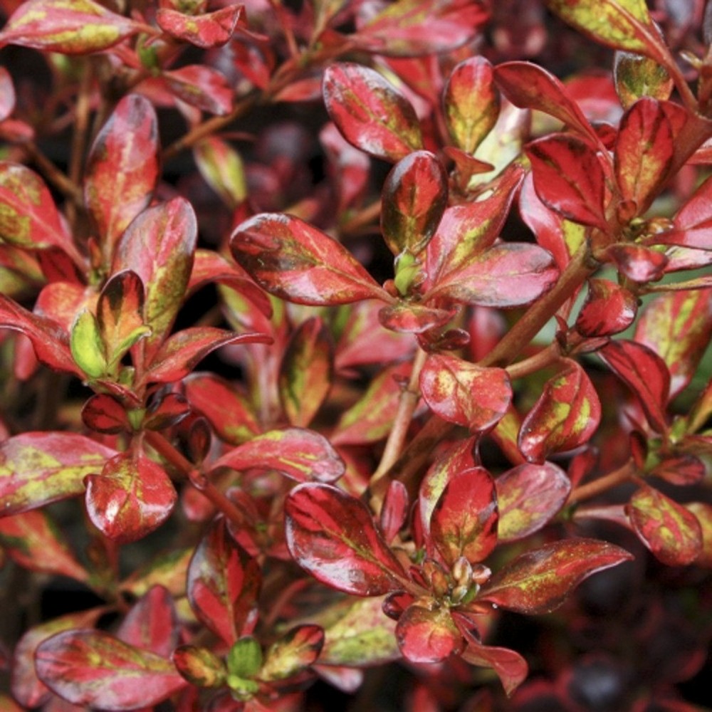 Coprosme, plante miroir 'evening glow' pot de 2l/3l