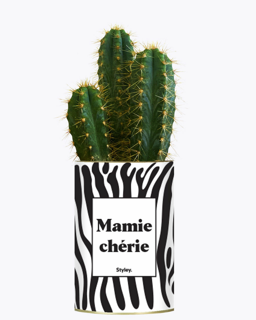 Plante facile à entretenir - mamie chérie - cactus