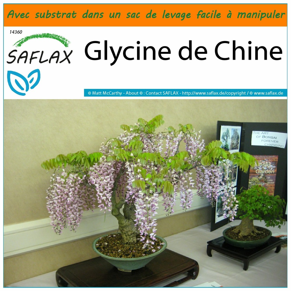 Garden in the bag - glycine de chine - 4 graines - wisteria sinensis