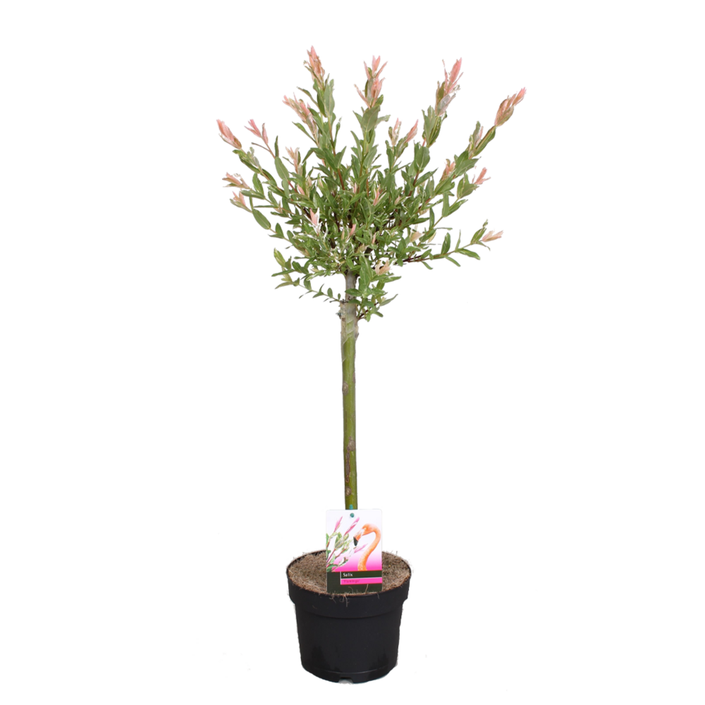 Salix integra 'flamingo' - saule panaché - plantes de jardin - 60-80 cm de haut - pot 17 cm
