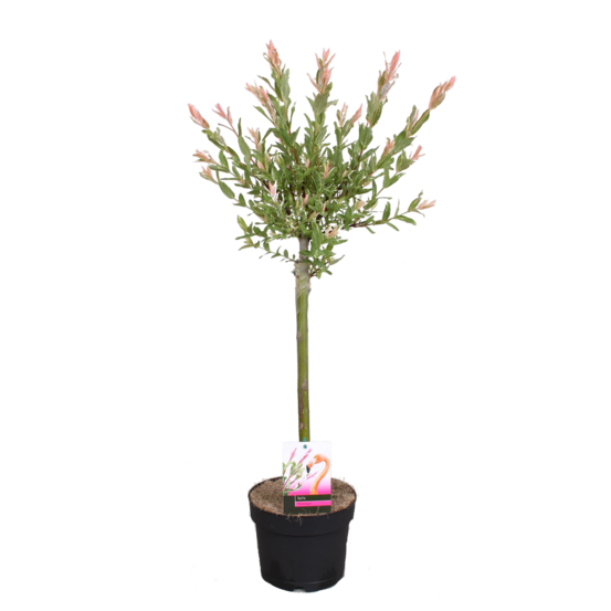 Salix integra 'flamingo' - saule panaché - plantes de jardin - 60-80 cm de haut - pot 17 cm
