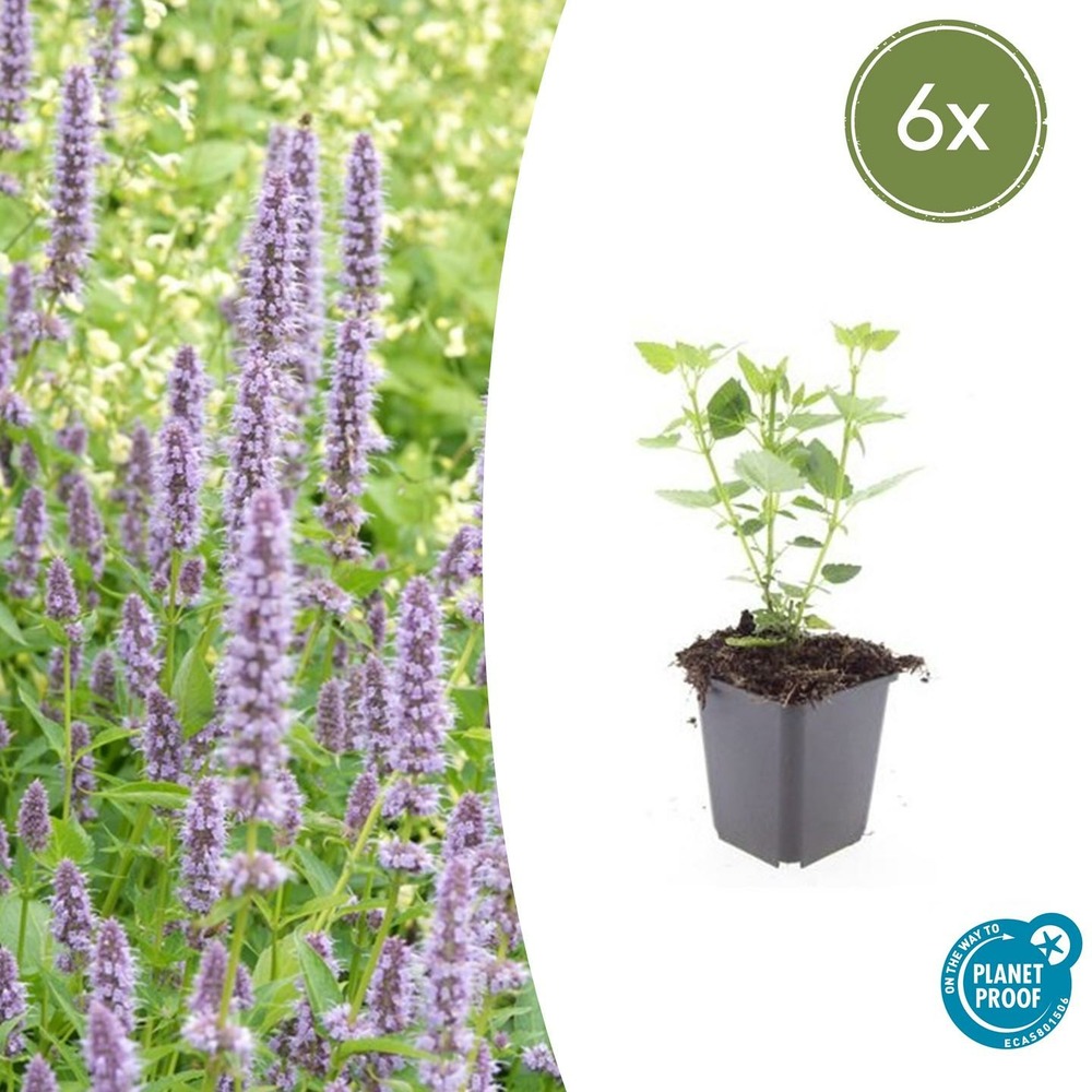 Agastache 'blue fortune' x6 – entre 0,38 et 0,5m2