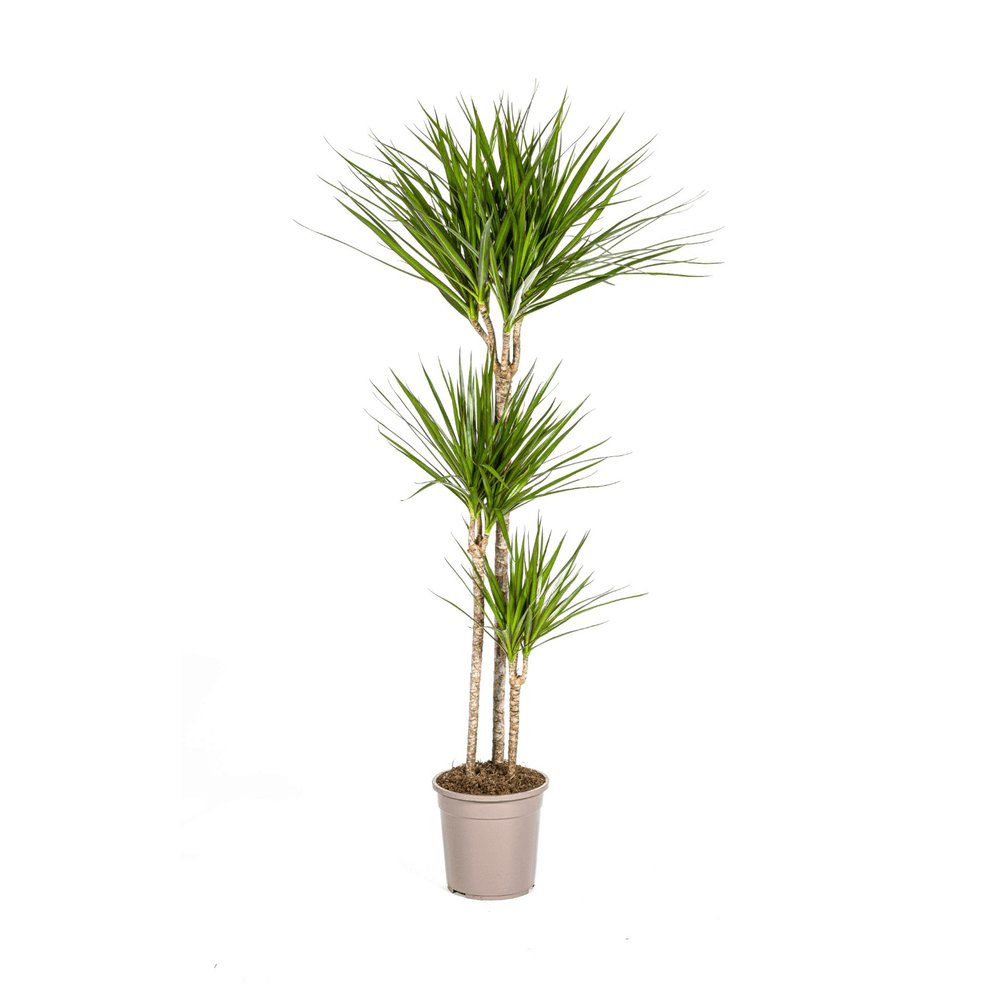 Dracaena marginata green ø24cm - ↕130 - 150cm - plantes d'intérieur
