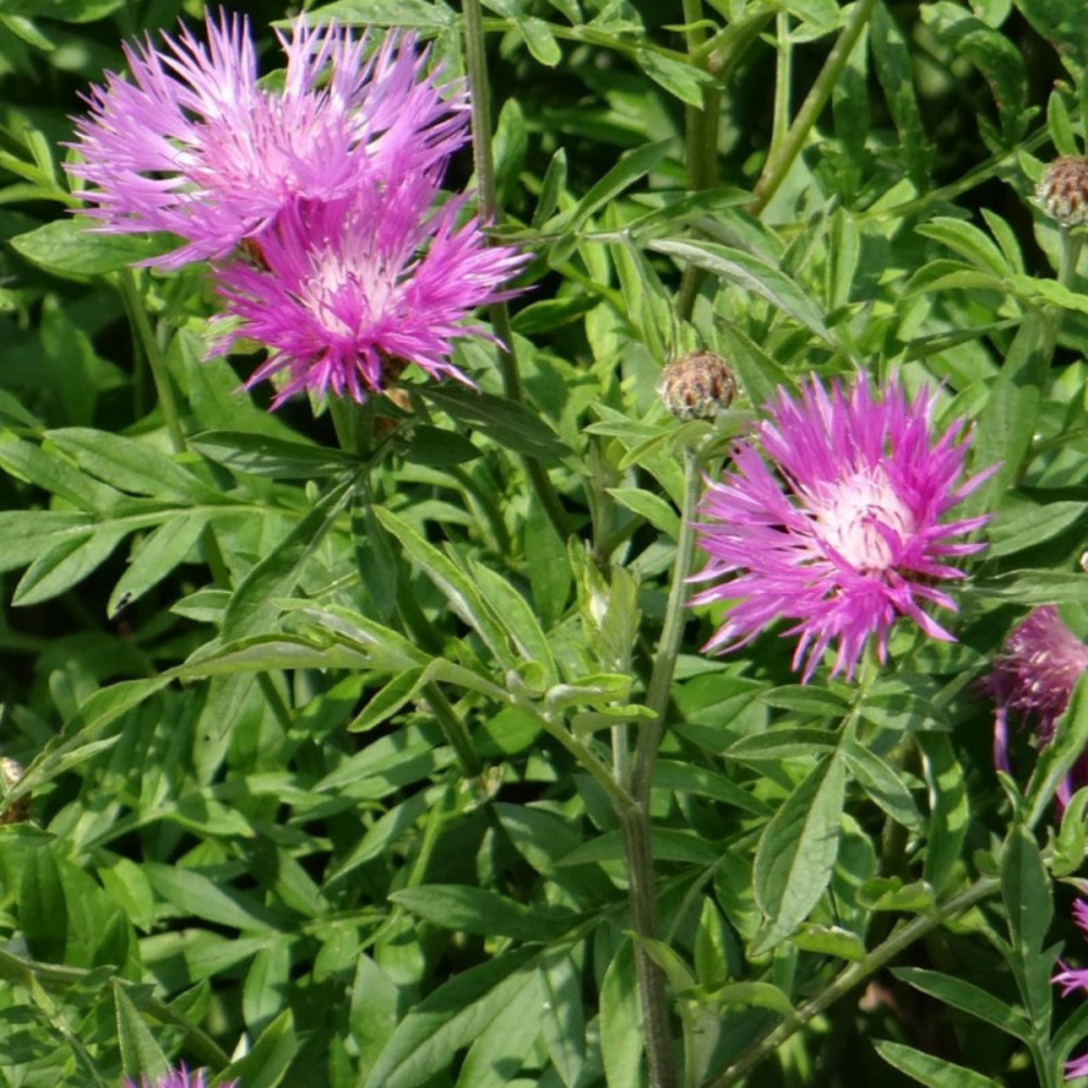 Centaurée de perse lot de 9 godets