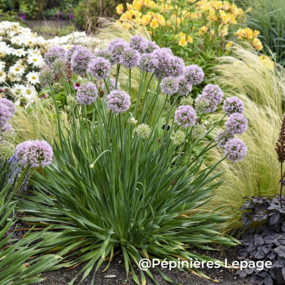 3 ails hybride 'bubble bath' (allium 'bubble bath')