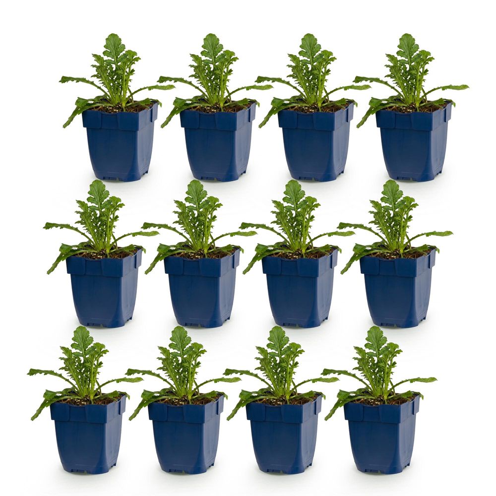 Scabieuse 'butterfly blue' - lot de 12 - pot 11 cm - hauteur 25 cm - plante d'extérieur