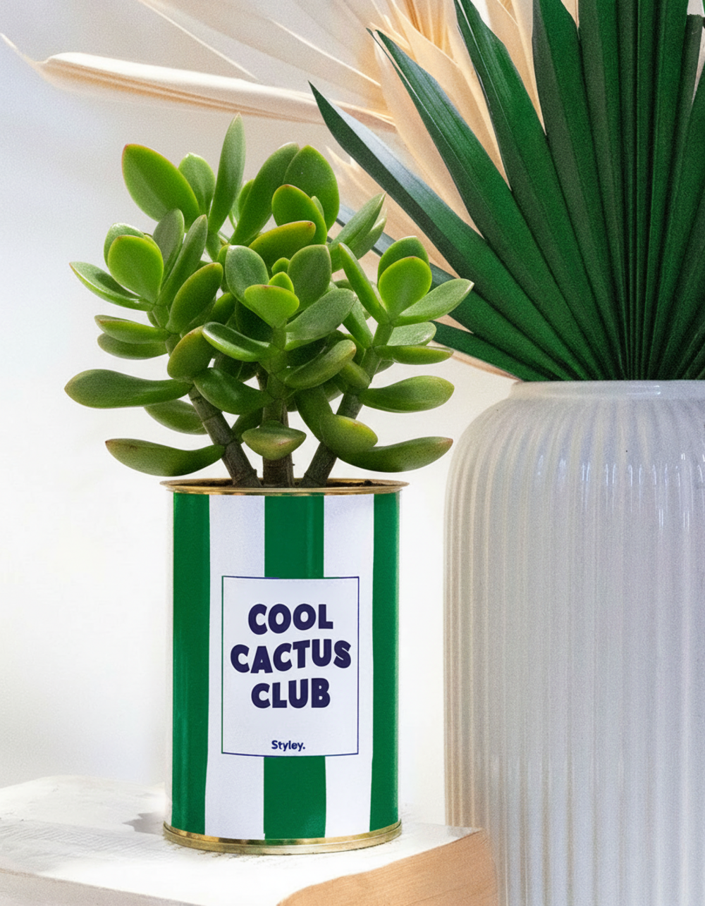 Plante facile à entretenir - cool cactus club - pot à rayures - plante grasse