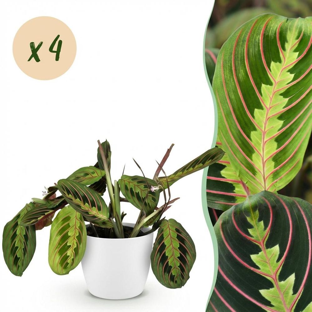 Maranta fascinator tricolour - pet-friendly - pot de 12cm - hauteur 25cm - plantes d'intérieur