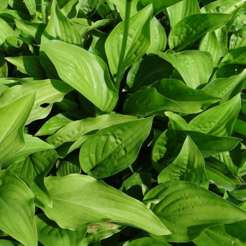 Hosta plantaginea lot de 5 godets