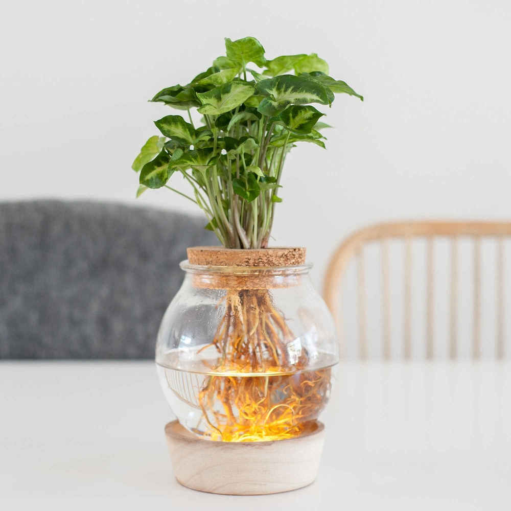 Syngonium et son ampoule vase avec led - les kit