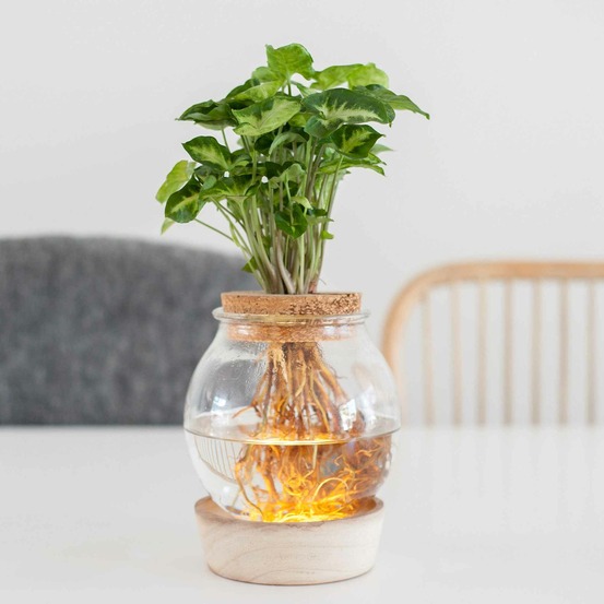 Syngonium et son ampoule vase avec led - les kit