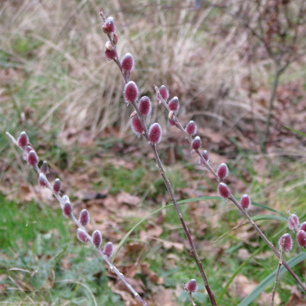 Saule 'mount aso' godet de 8/9 cm