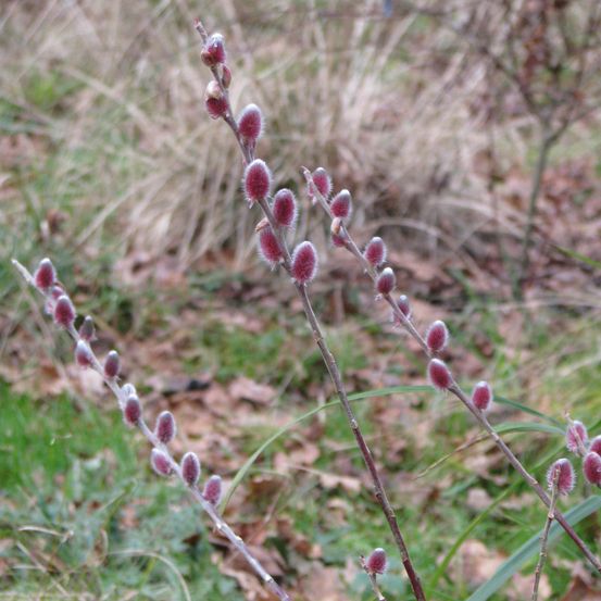 Saule 'mount aso' godet de 8/9 cm