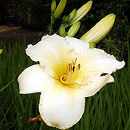 6 x lis d'un jour 'helle berlinerin' - hemerocallis 'helle berlinerin' - godet 9cm x 9cm