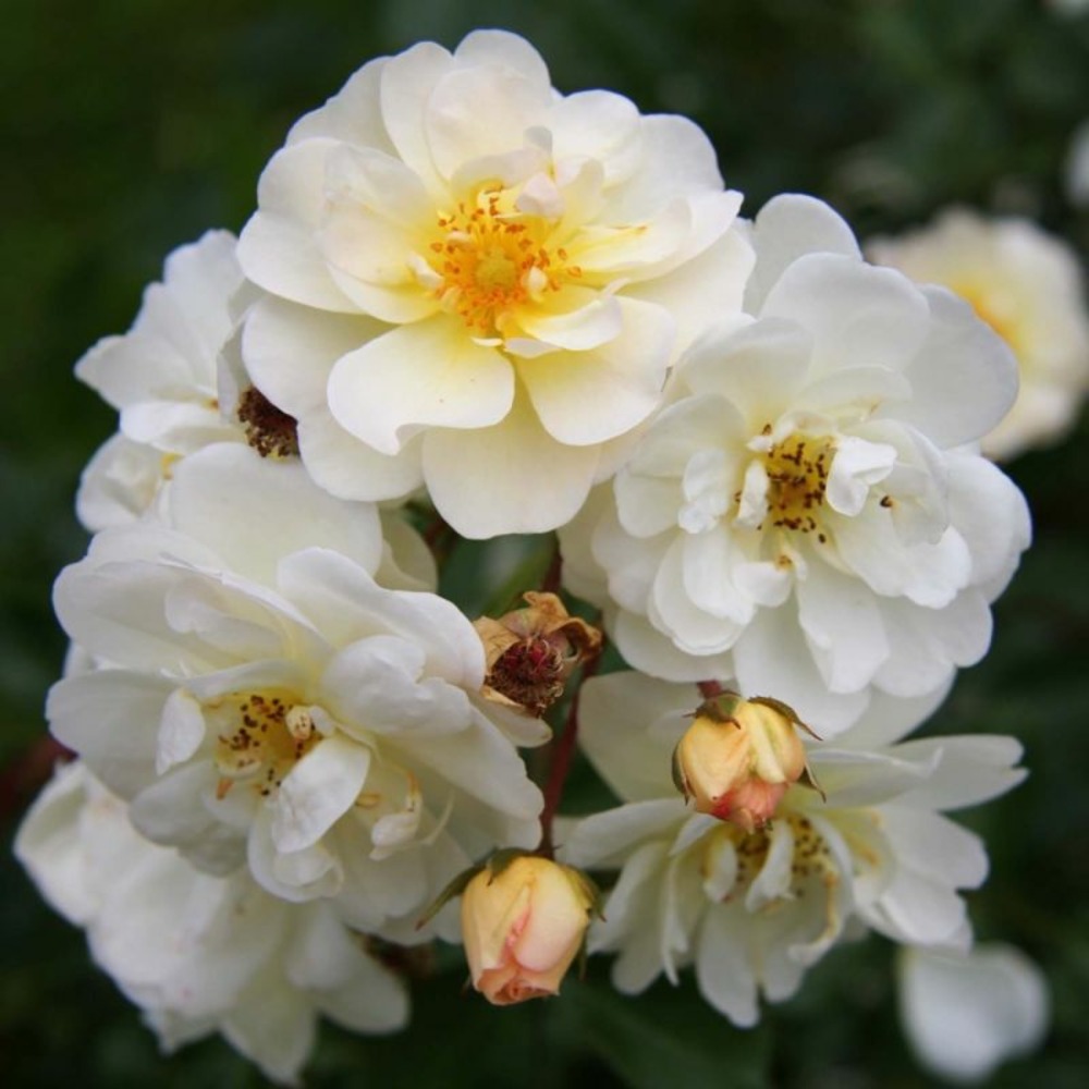 Rosier 'neige d'été tanigino®'