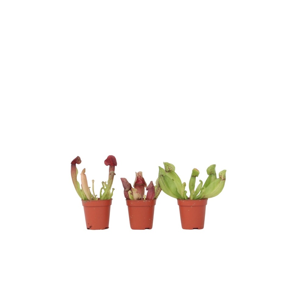 Sarracénie pourpre - set de 3 - sarracenia purpurea - hauteur 10cm - ⌀5,5cm