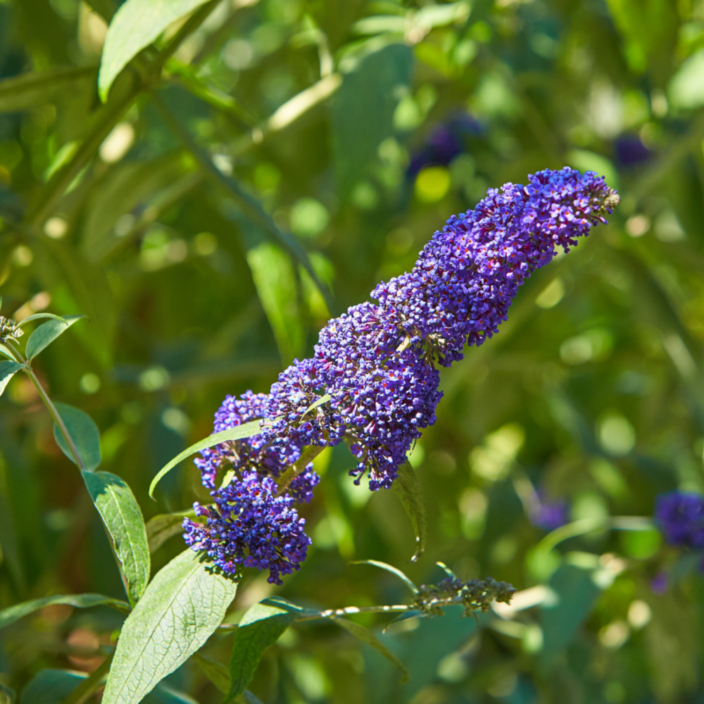 Arbre aux papillons empire blue - buddleja davidii empire blue 40 cm pot 3l