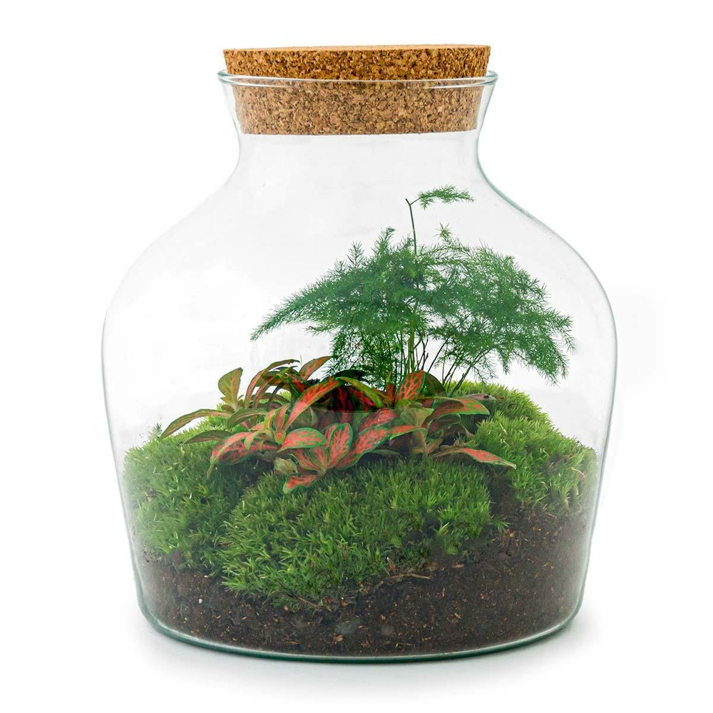 Diy terrarium - little joe - normal - h21.5 cm