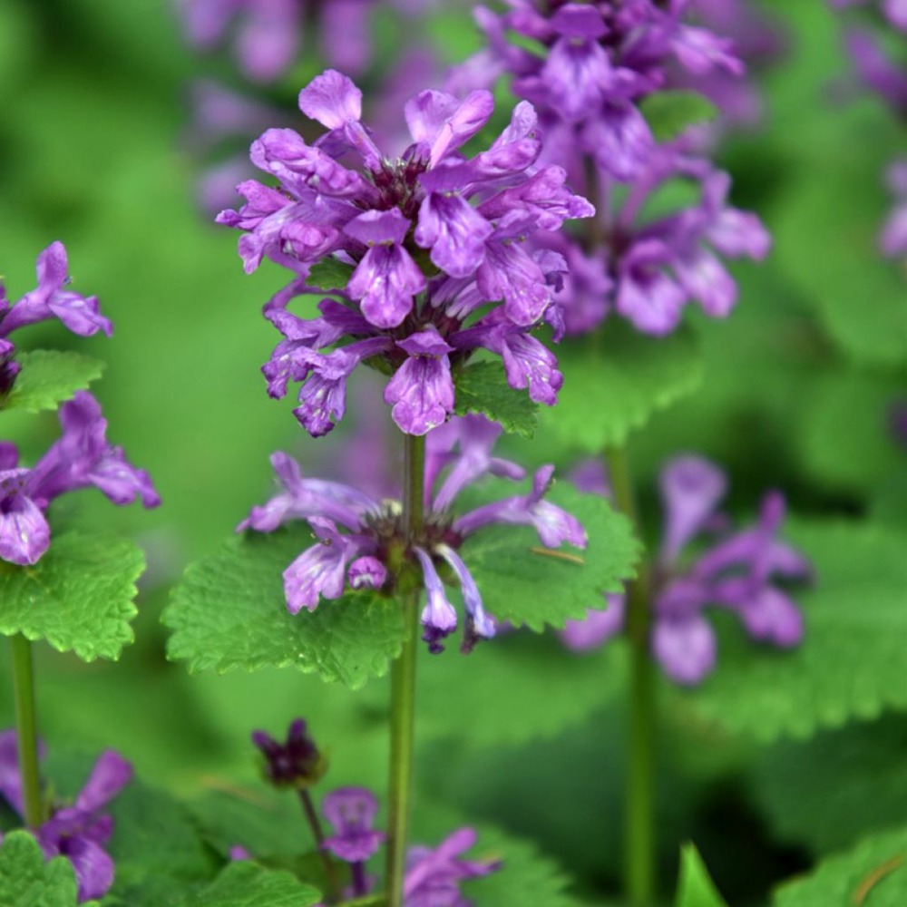 Èpiaire 'superba' godet de 8/9 cm