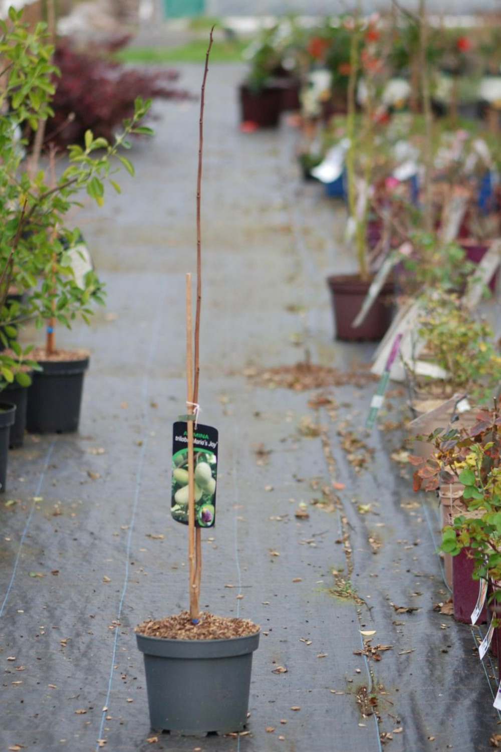 Asiminier 'mary froos johnson' - en pot de 5 litres
