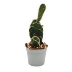 Cactus cobra - opuntia reticulata "cobra" - cactus à oreilles remarquable - pot de 6,5cm
