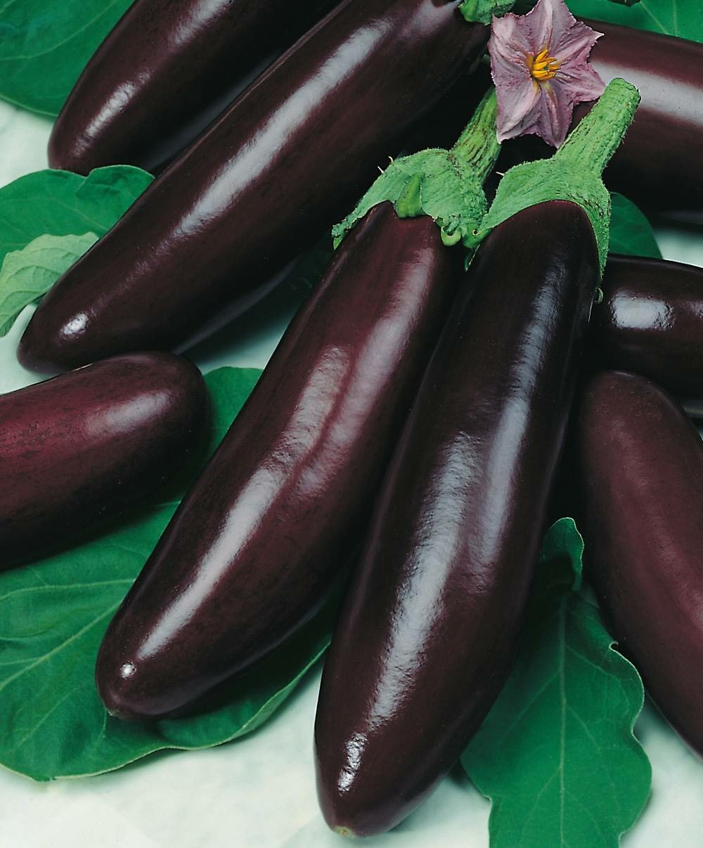 Aubergine violette de barbentane bio - 1 g