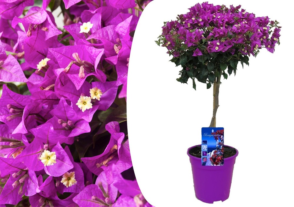 Bougainvillée sur tige - fleurs violettes - pot 17cm - hauteur 50-60cm